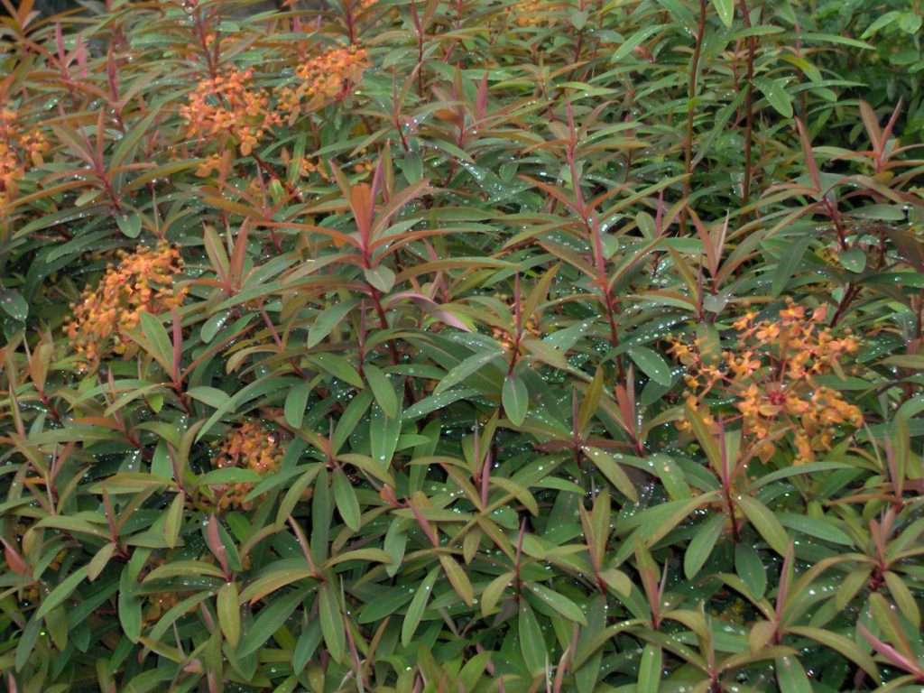 cawdor, fiori arancioni