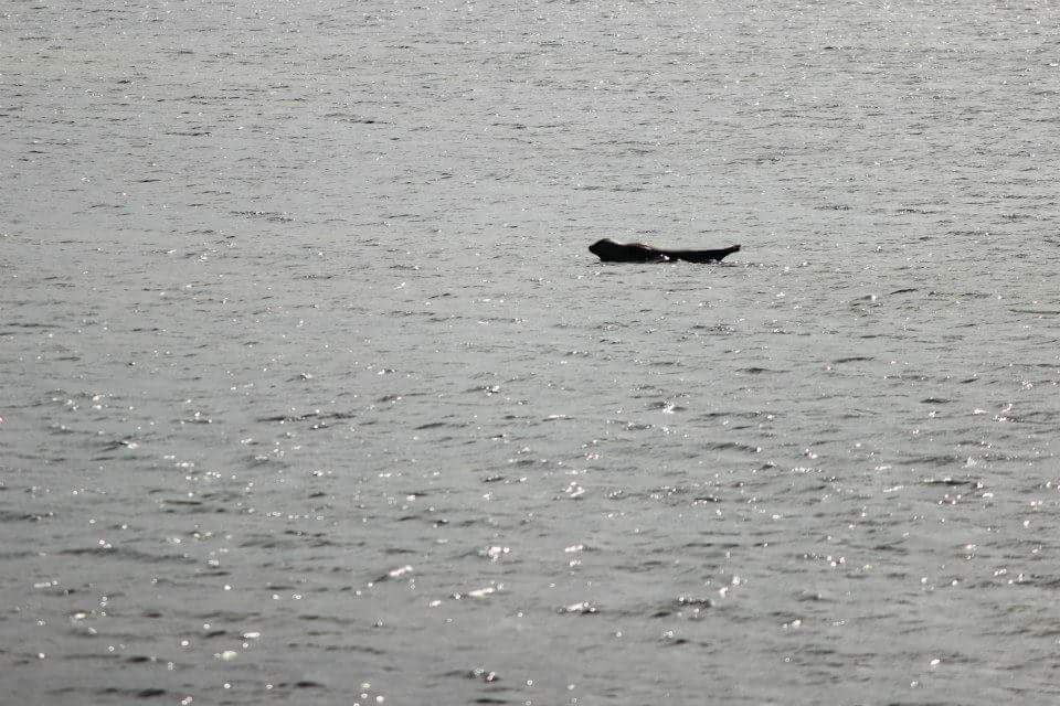 foca sul mare