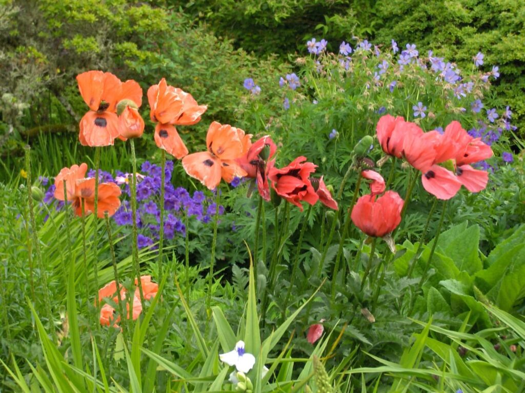 Cawdor Castle gardens