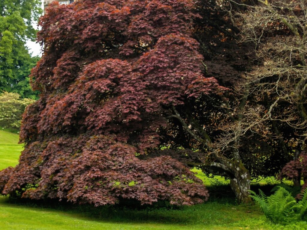 alberi secolari a cawdor castle