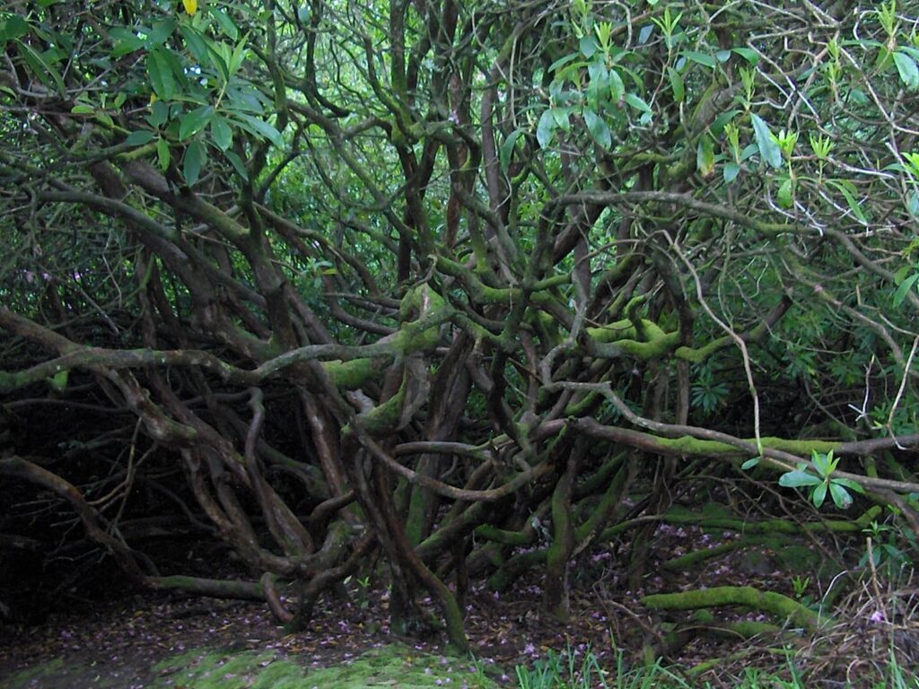 cawdor castle gardens 3