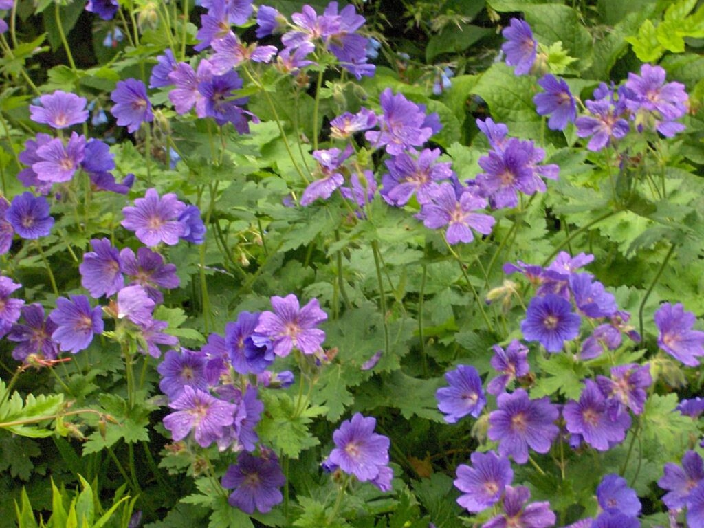 giardini di Cawdor Castle Scozia, Highlands