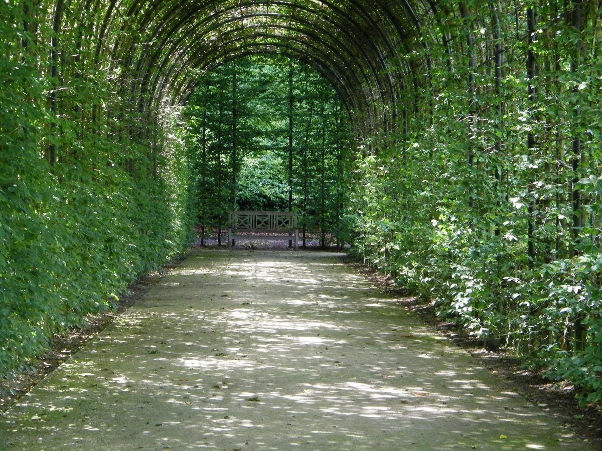 alnwick castle, viale con alberi