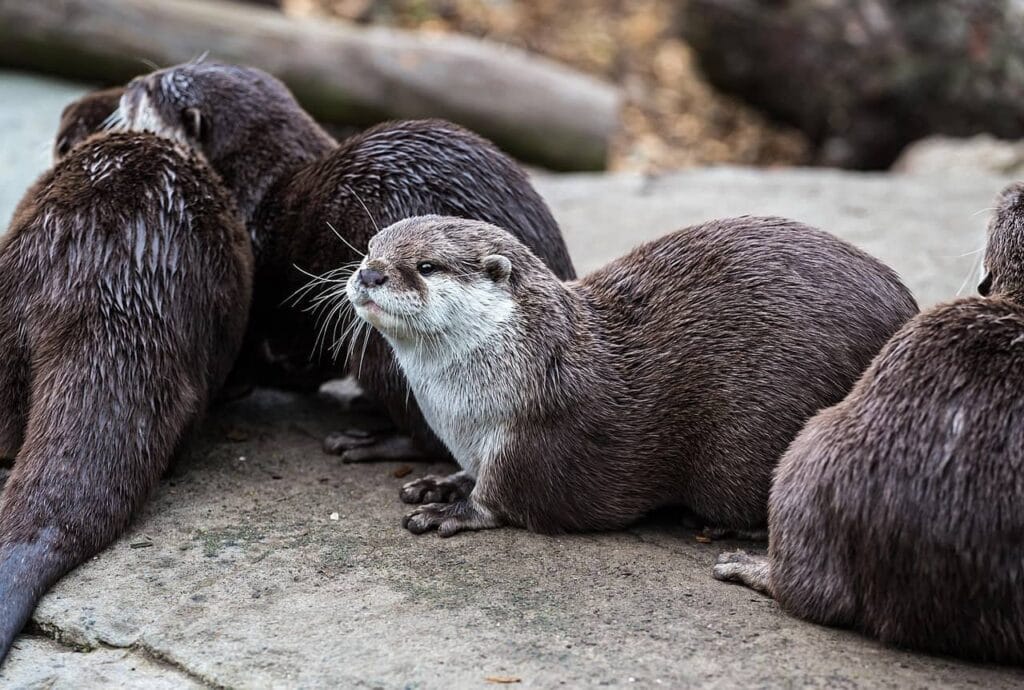 Animali Fantastici e dove trovarli in Scozia 11 dove vedere le lontre in scozia