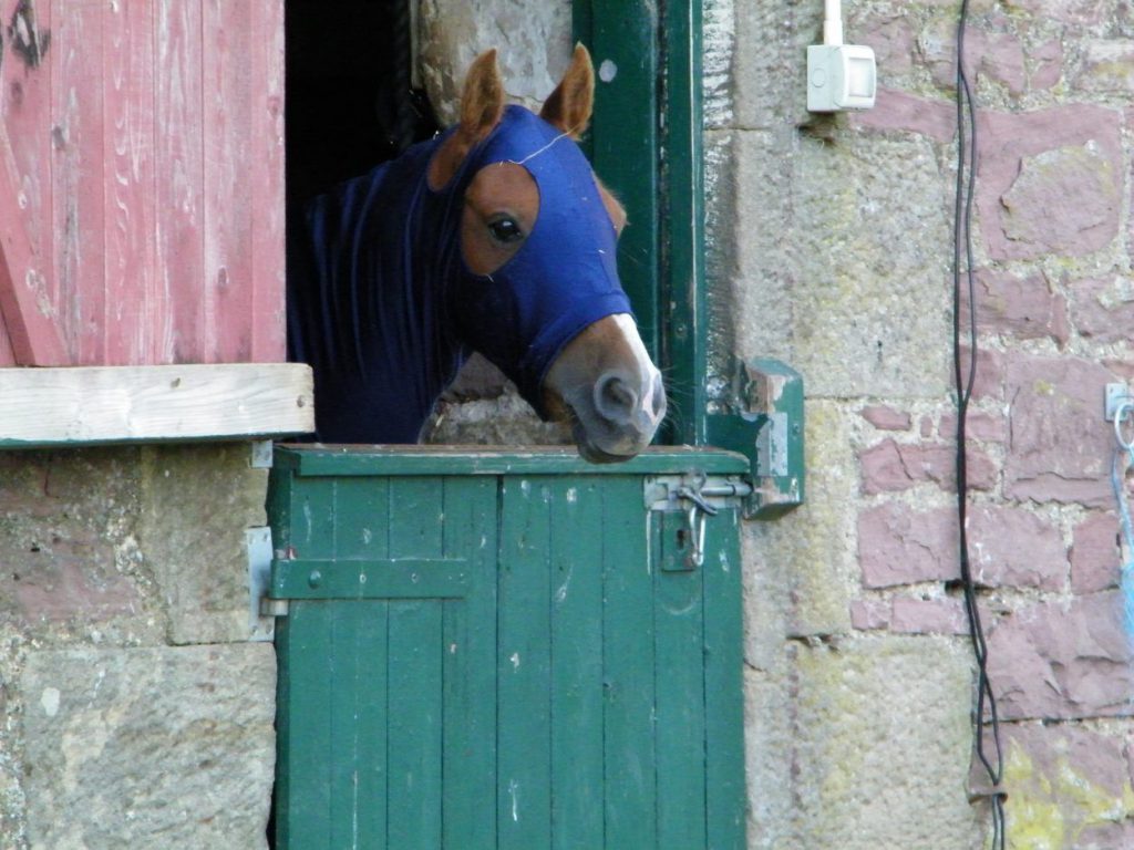 Dormire in una Fattoria in Scozia: la nostra esperienza tra boschi e cavalli 5 cavallo in stalla - dormire in una fattoria in Scozia