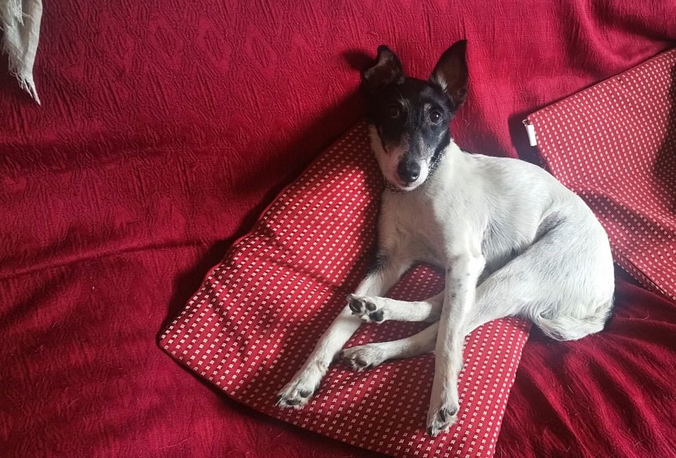 fox terrier