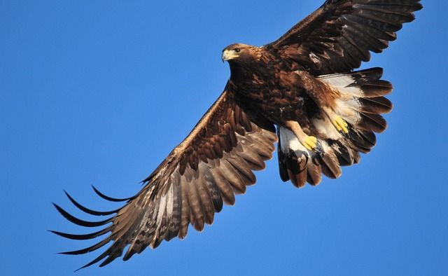 golden eagles, vedere gli animali in scozia
