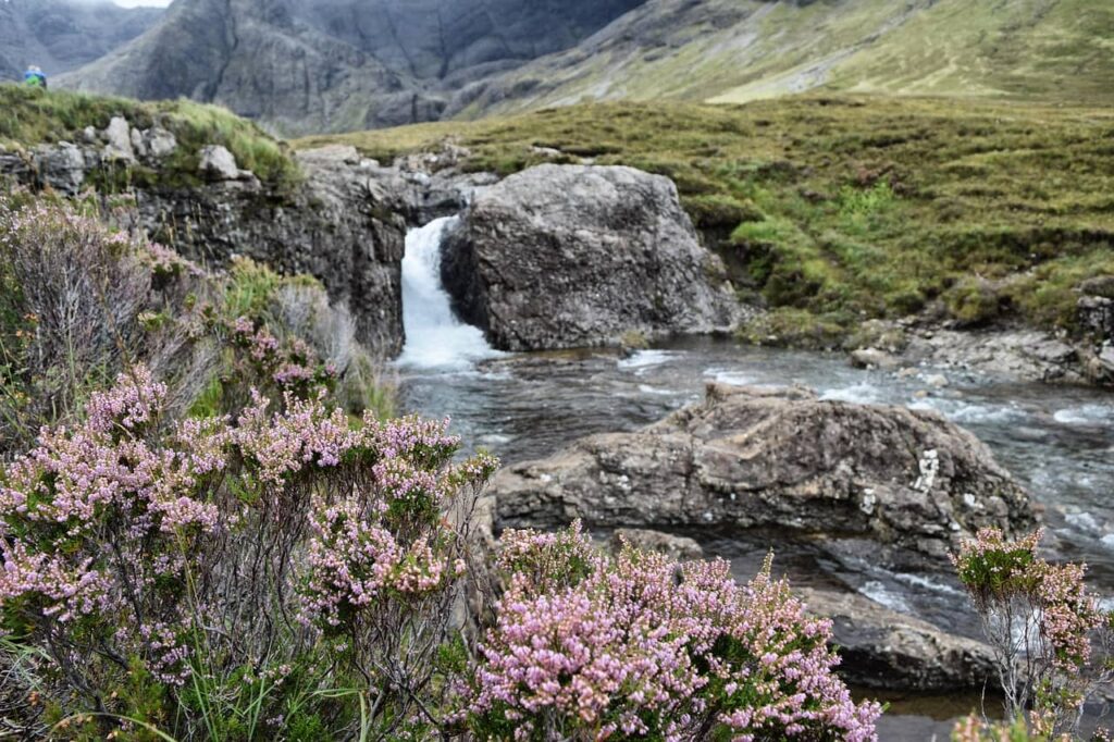 macchie di heather sull'isola di skye 