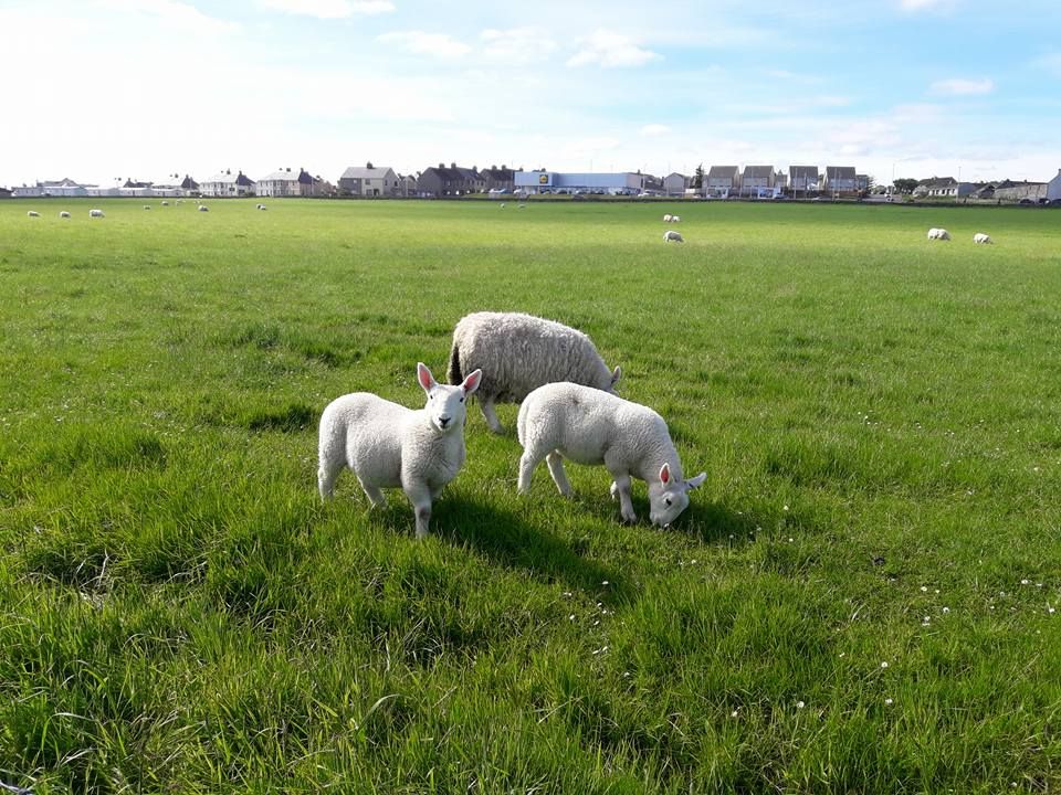 Thurso e la Victoria Walk: l'estremo Nord della Scozia 4 victoria walk scozia