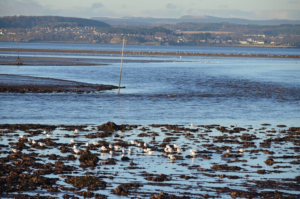 Cramond Island: a passeggio sul Firth of Forth 6 camminare sul Firth of Forth 2
