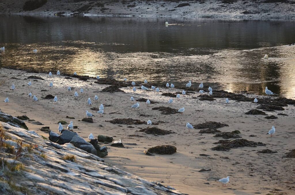 Cramond Island: a passeggio sul Firth of Forth 26 osservare la fauna locale a cramond island