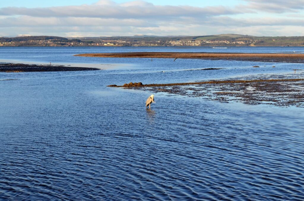 Cramond Island: a passeggio sul Firth of Forth 25 osservare la fauna locale a cramond island