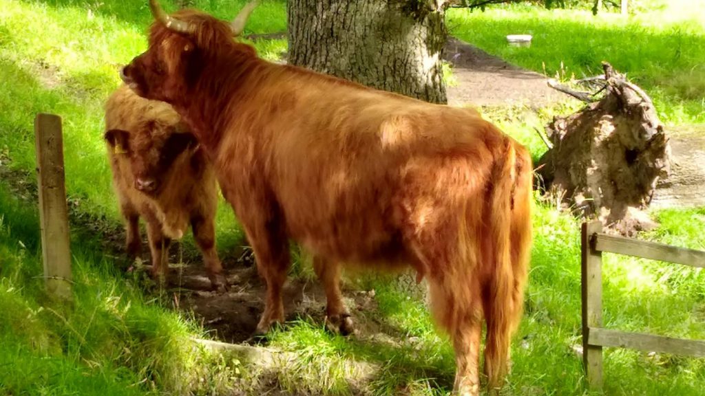 highland cows - glasgow visitare