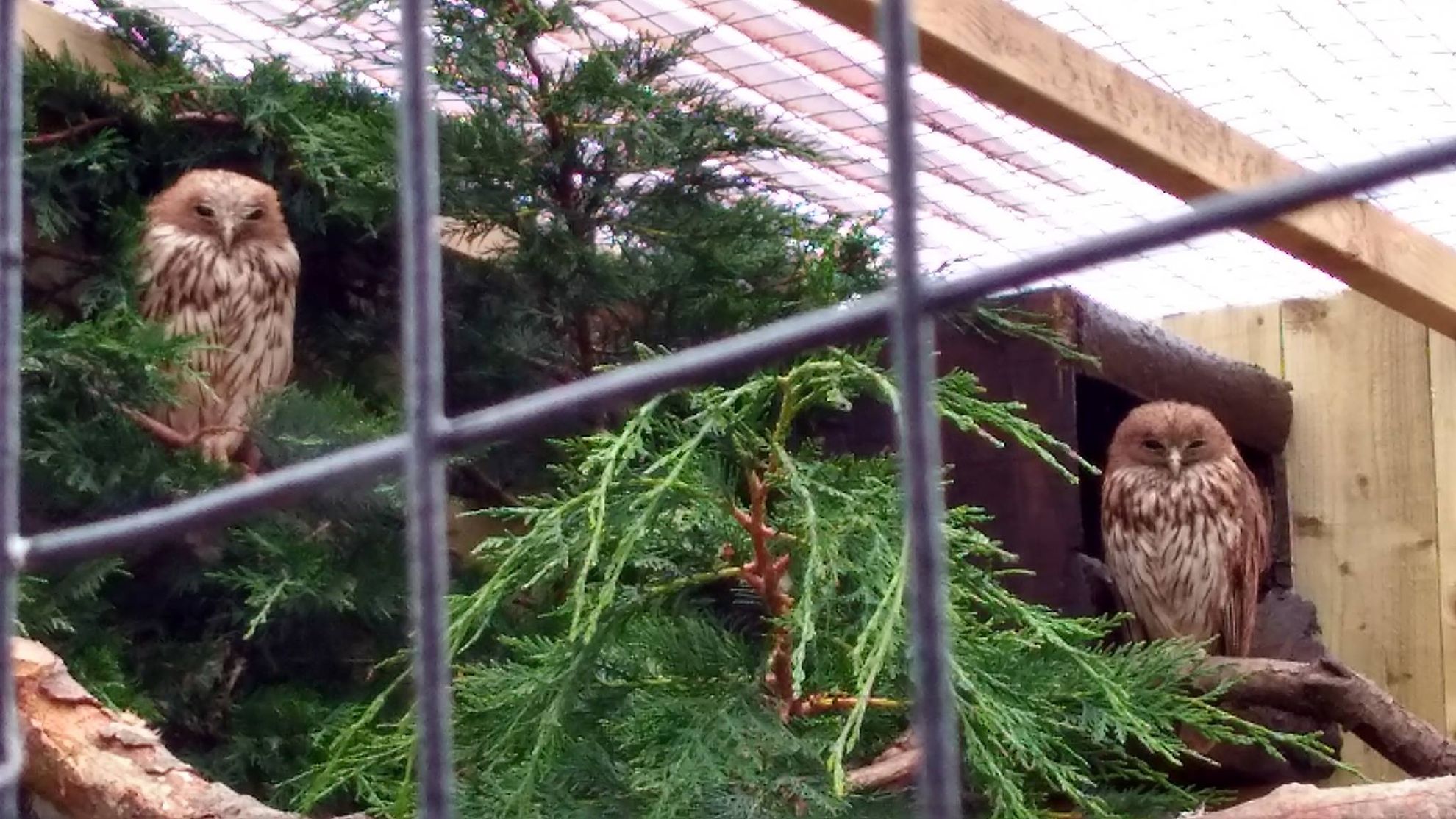 Scottish Owl Centre