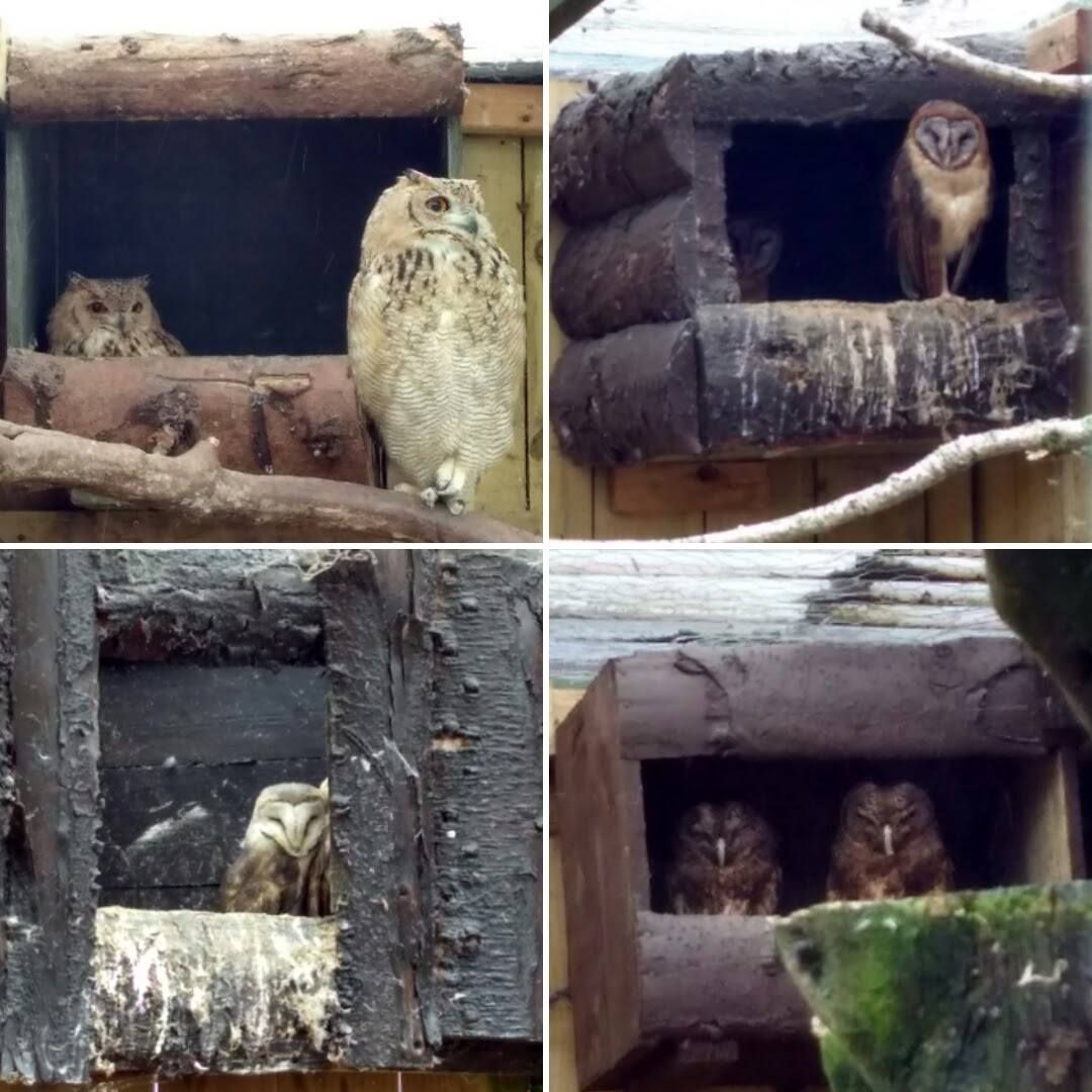 Scottish Owl Centre: tra gufi e magia