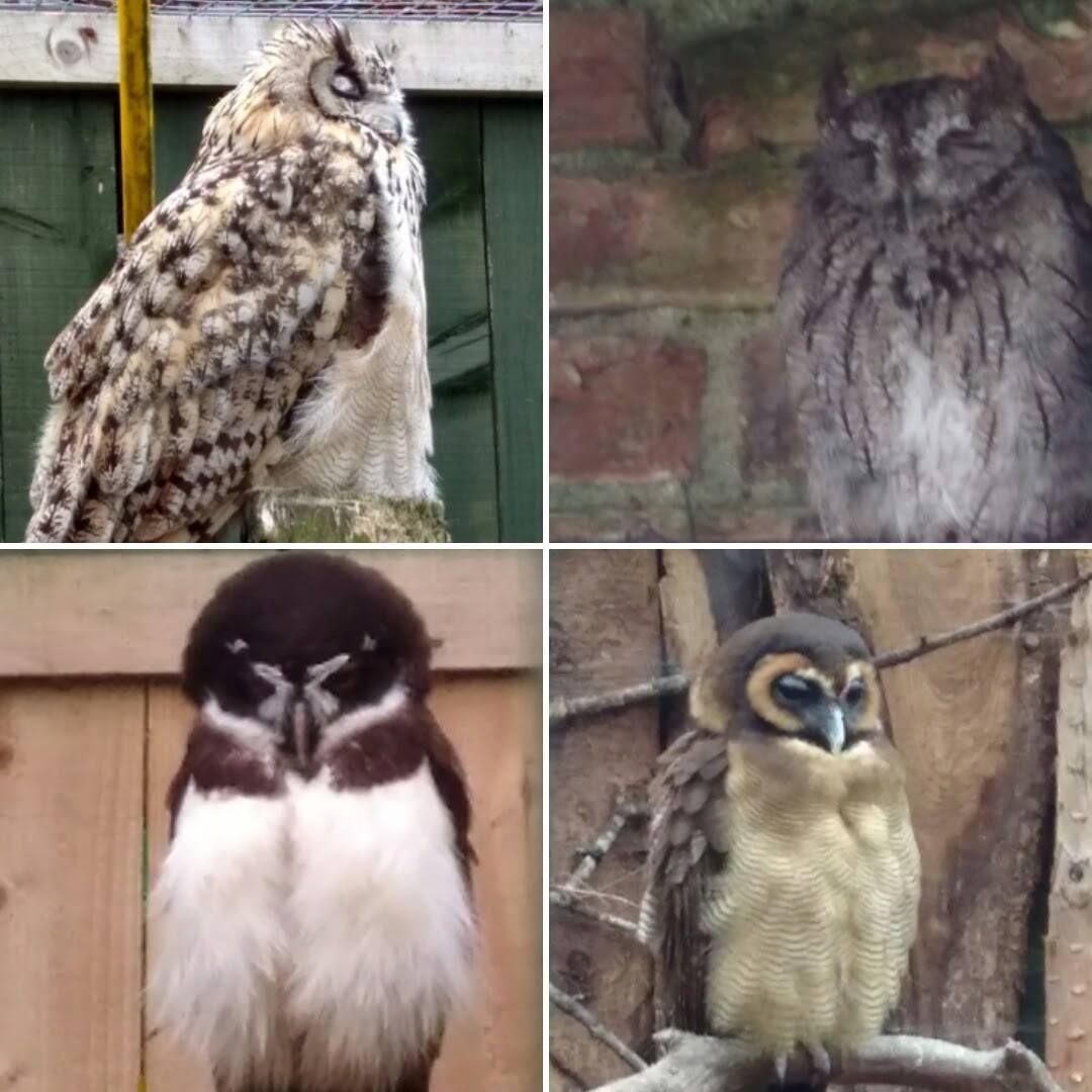 Scottish Owl Centre