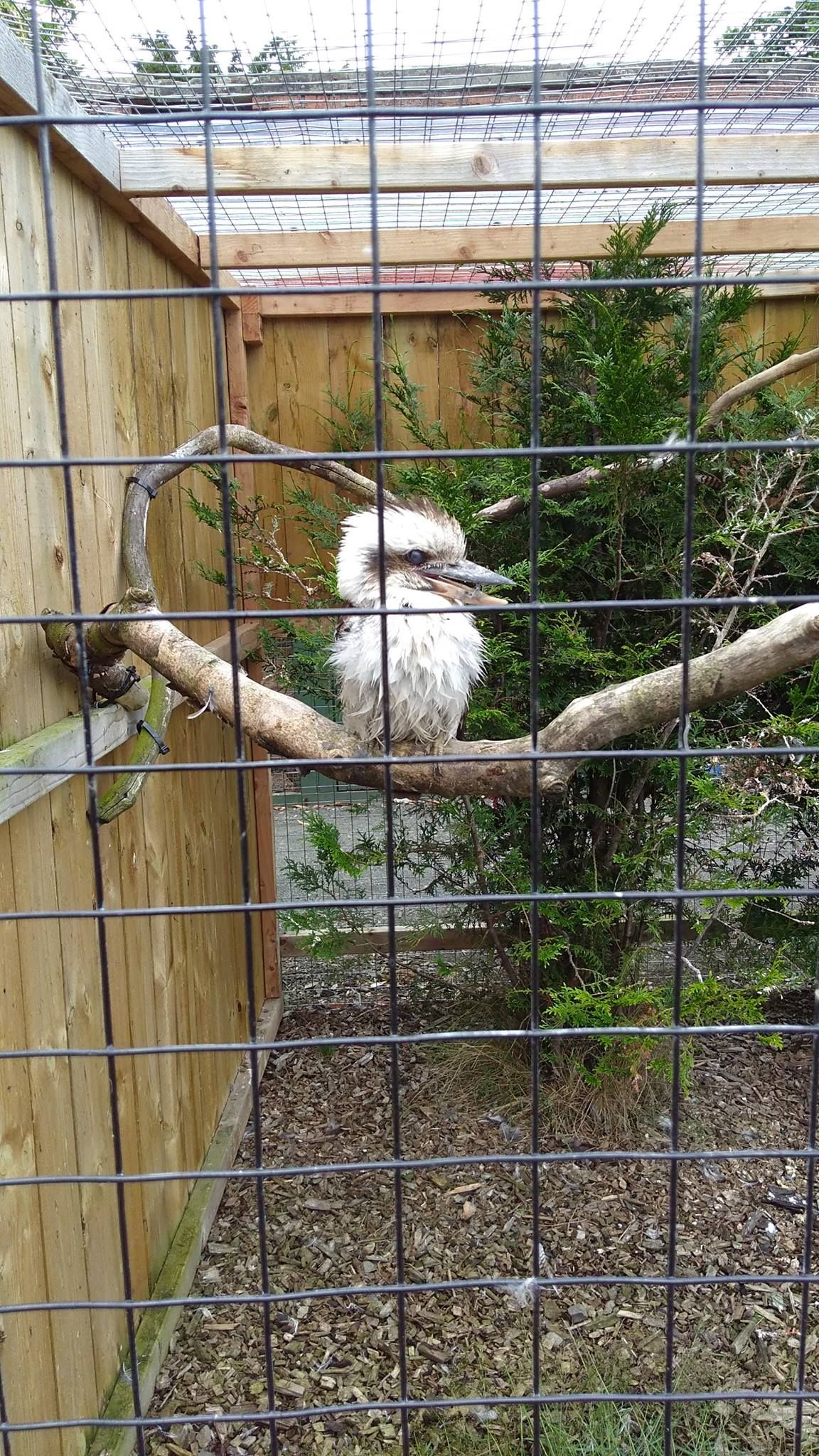 Scottish Owl Centre