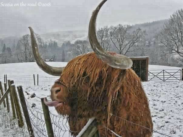 mucca scozzese
