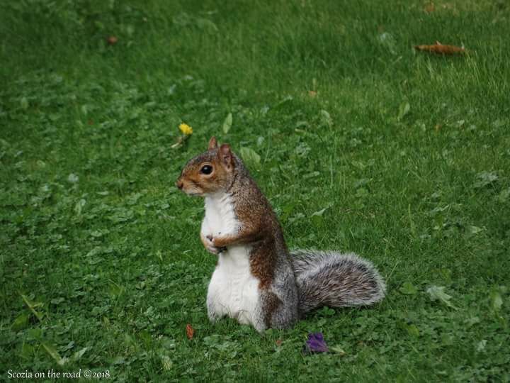scoiattolo in prato verde