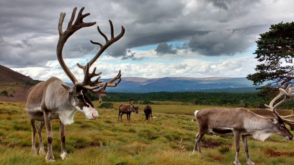 cairngorms reindeer center, animali in scozia, itinerari scozia
