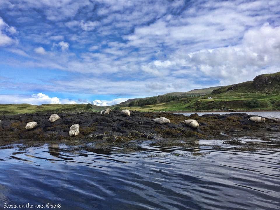 Animali Fantastici e dove trovarli, dove vedere le foche in scozia