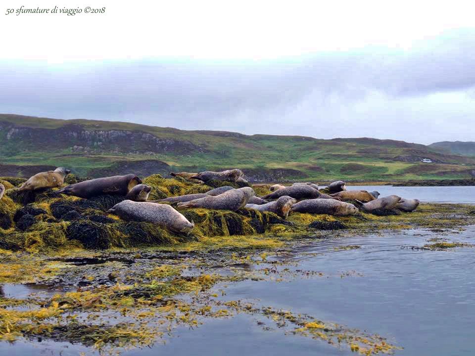 Dunvegan Castle - Isola di Skye: giardini incantati e bandiera delle fate 4 loch dunvegan isola di skye, foche