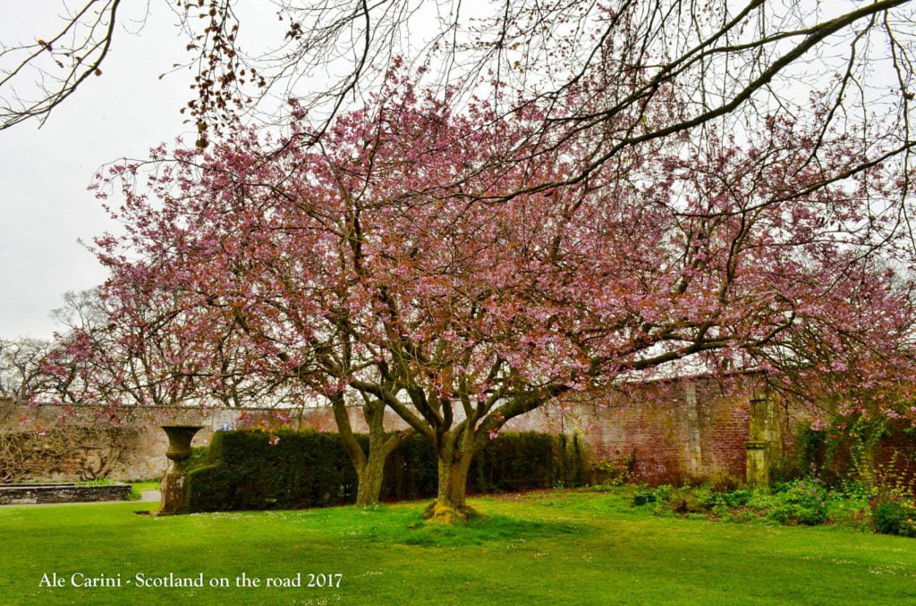albero in fiore