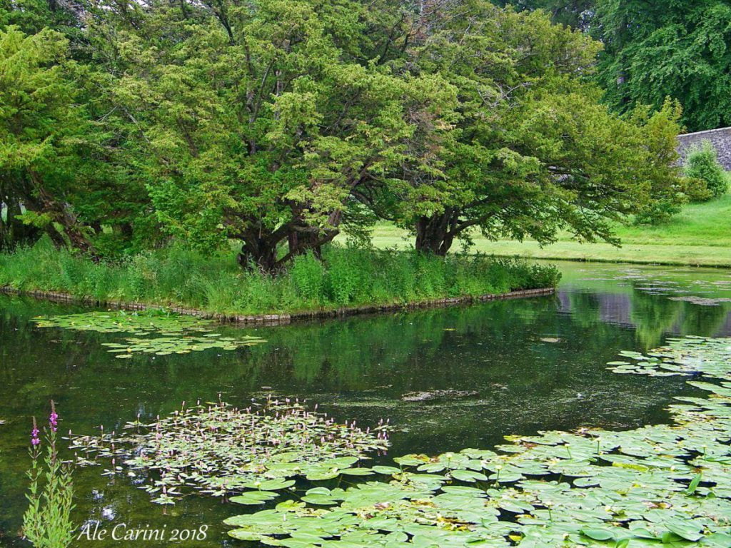 lago e alberi
