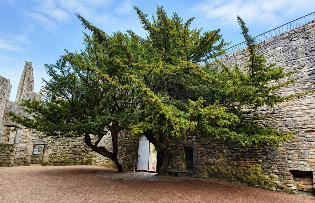 Craigmillar Castle (Scozia): il castello di Mary Stuart e Outlander vicino Edimburgo 22 Alberi nel cortile di Craigmillar Castle riconoscibili nelle scene di Outlander