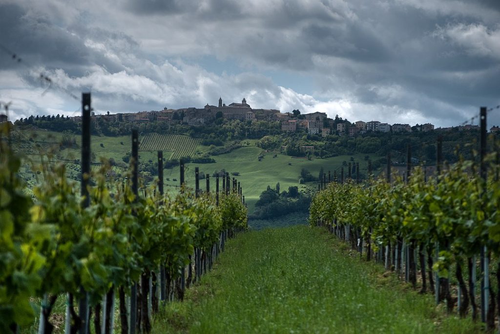 verdicchio viti cupramontana