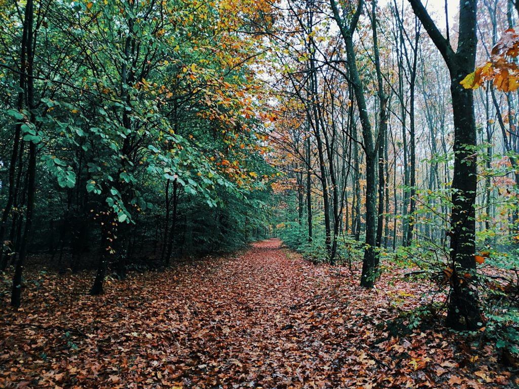 foresta di Bambesch - vivere in lussemburgo
