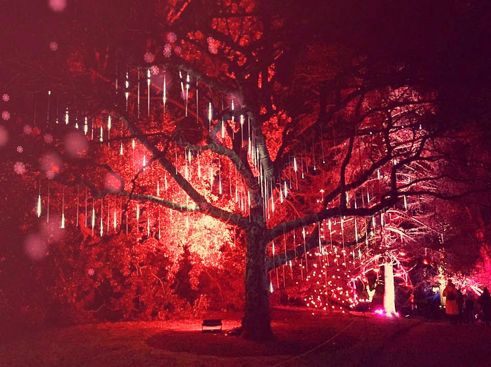 royal botanic garden - visitare Edimburgo a Natale