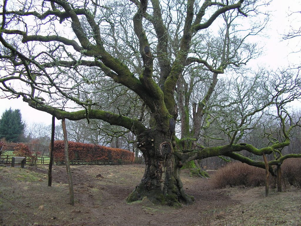 Birnam Oak