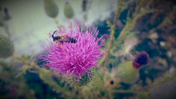 Motivo Scozzese Scozzese Con Trama E Colore Caldo. 8060311 Arte - Foto 6