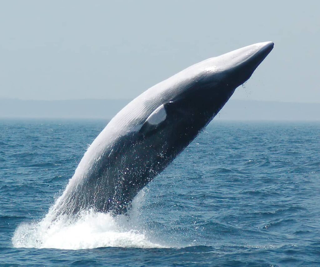 Vedere gli animali in Scozia: stagione migliore e dove avvistarli 30 dove vedere gli animali in scozia, balene