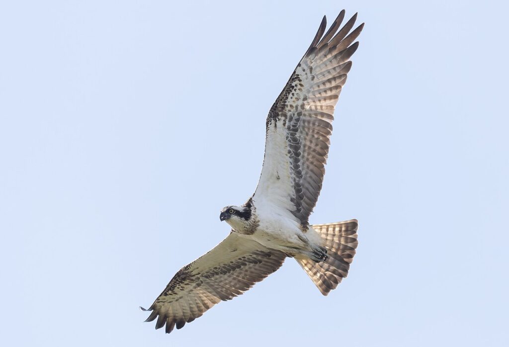 Vedere gli animali in Scozia: stagione migliore e dove avvistarli 47 Osprey Pandion haliaetus1