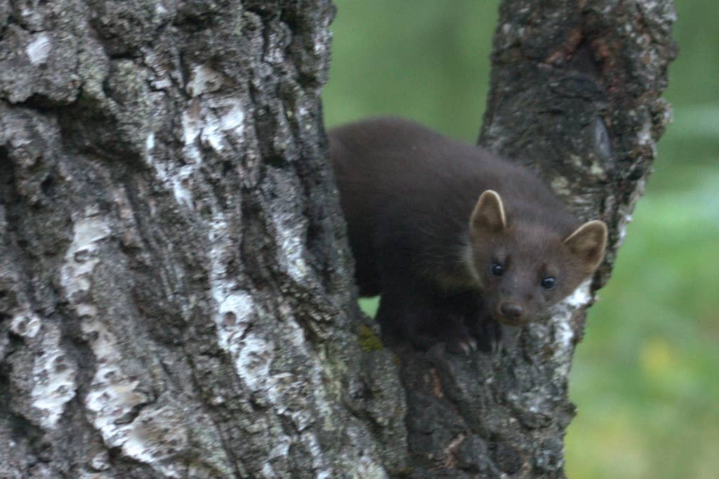 Vedere gli animali in Scozia: stagione migliore e dove avvistarli 41 Pine Marten Martes martes Rothiemurchus geograph.org .uk 3609879