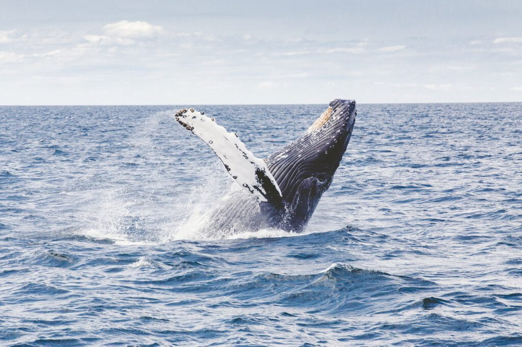 balene e orche in scozia, che animali ci sono in scozia, fauna scozzese