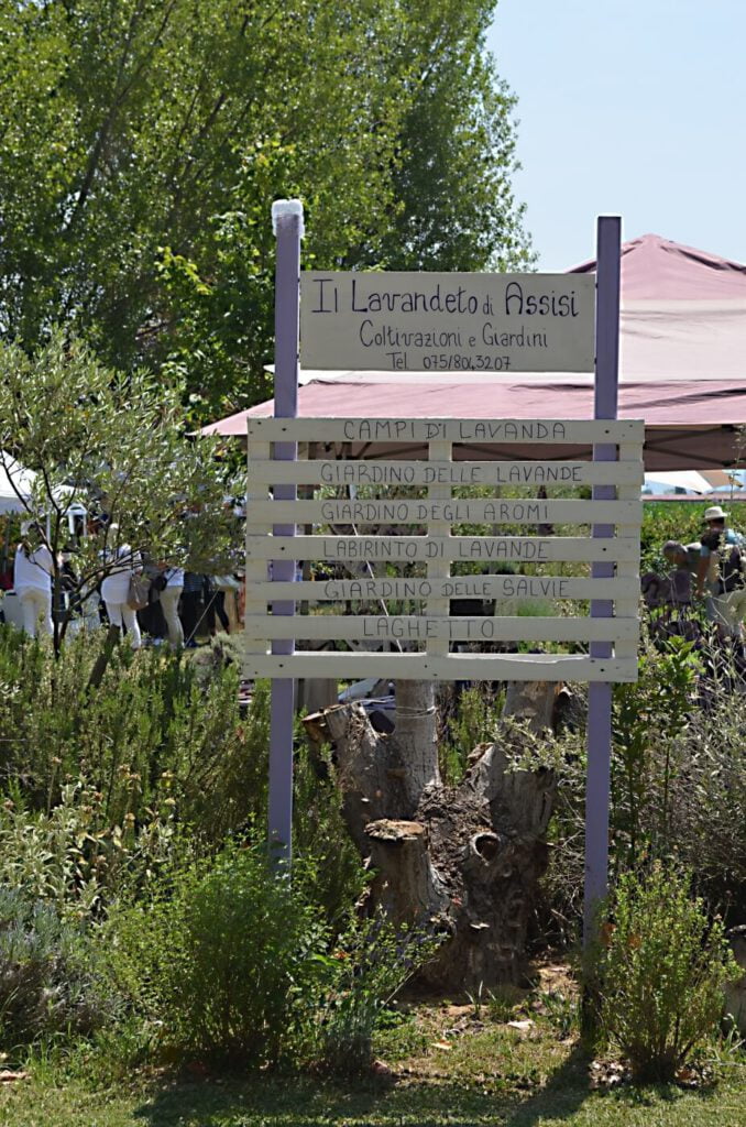 festa della lavanda di assisi, campi di lavanda, assisi lavanda