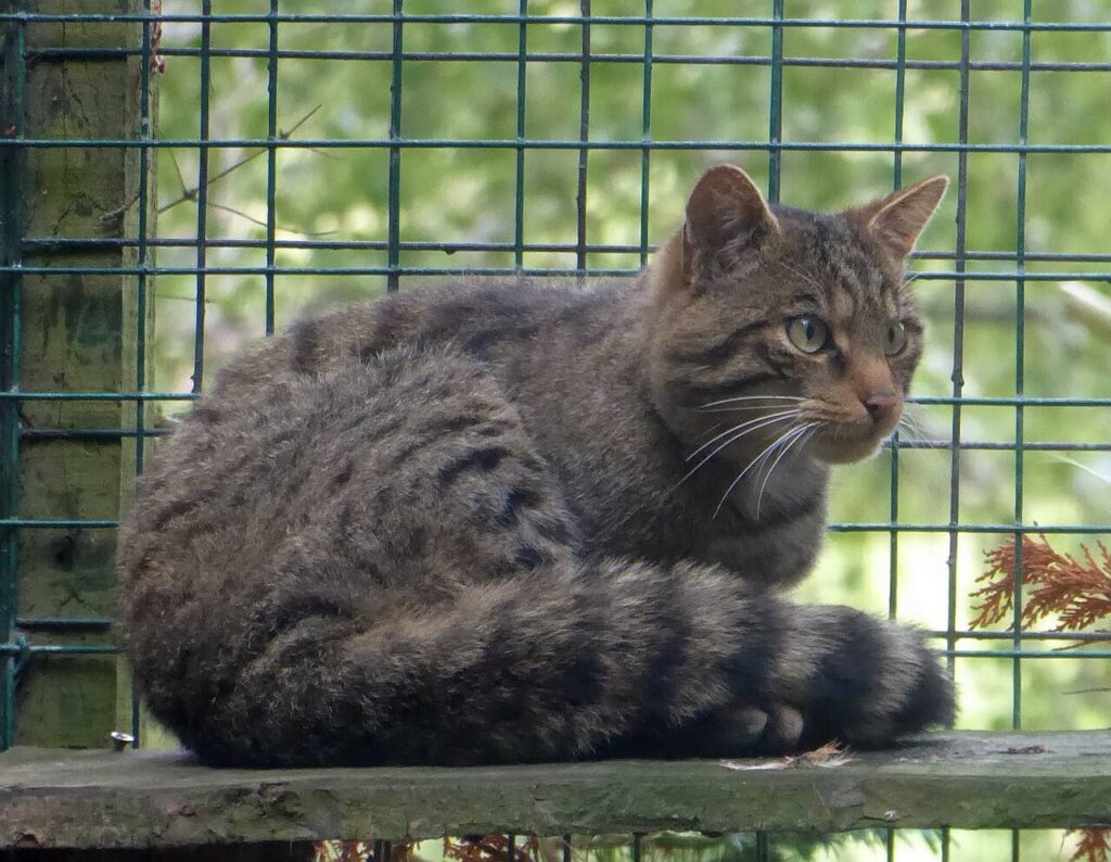 Vedere gli animali in Scozia: stagione migliore e dove avvistarli 37 vedere gli animali in scozia