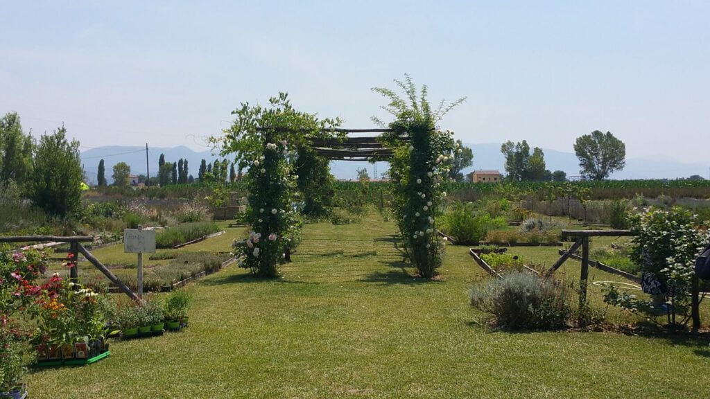 campi di lavanda