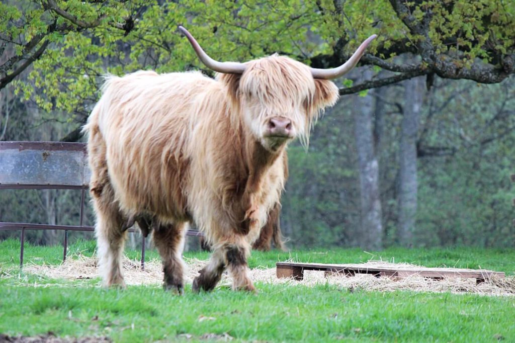 vedere gli animali in scozia, highland cows