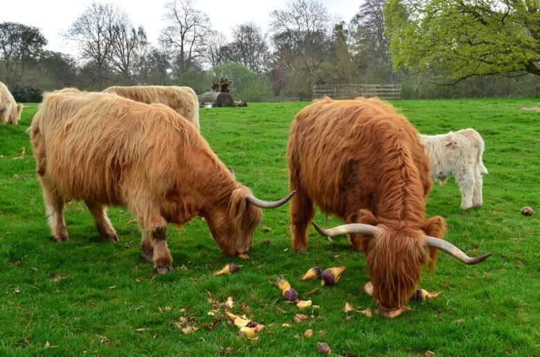 AKTAP Bracciale Regolabile In Acciaio Con Mucca Delle Highland - Inciso 'Le Mucche Highland Sono Il Mio Spirito Animale' - Gioiello Per Amanti Degli Animali