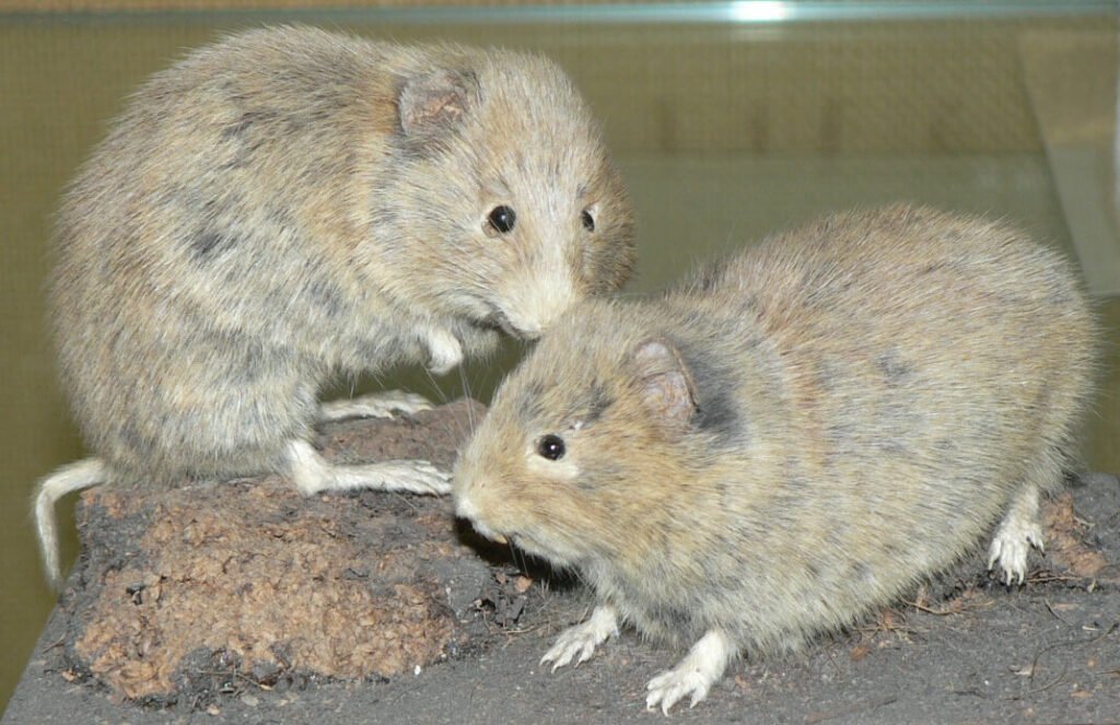 orkeny vole - vedere gli animali in scozia