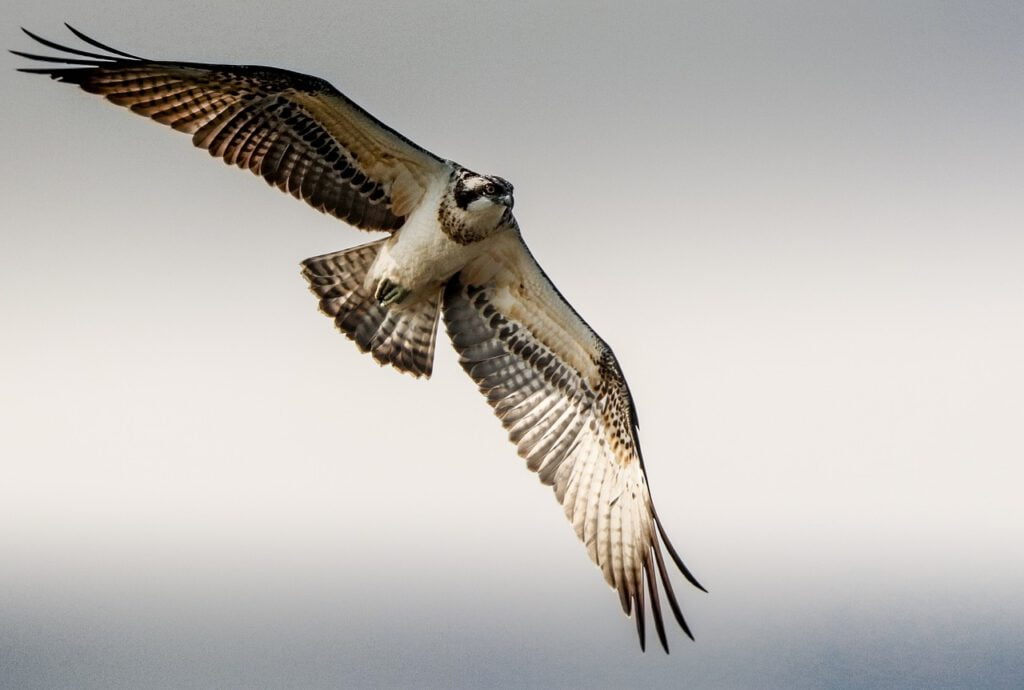 che animali si vedono in scozia, bird watching scozia