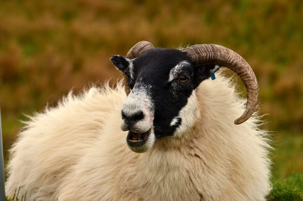 vedere gli animali in scozia