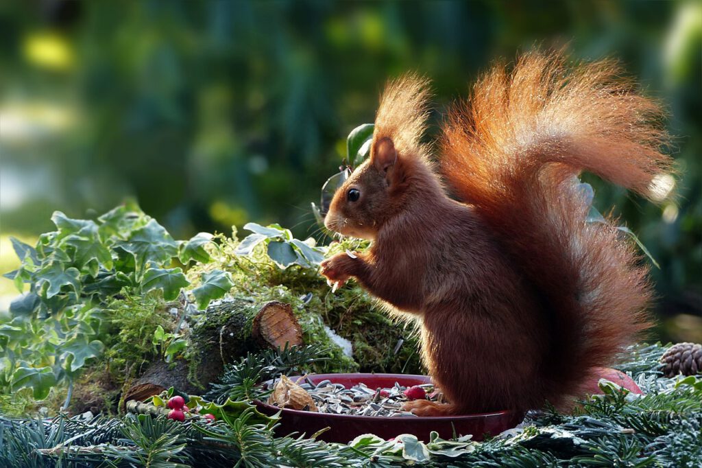dove vedere gli scoiattoli in scozia, che animali si avvistano in scozia