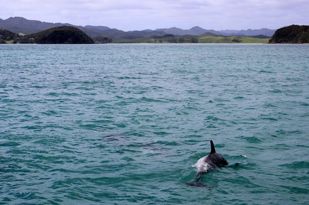 moray firth, vedere i delfini in scozia, costa del moray firth