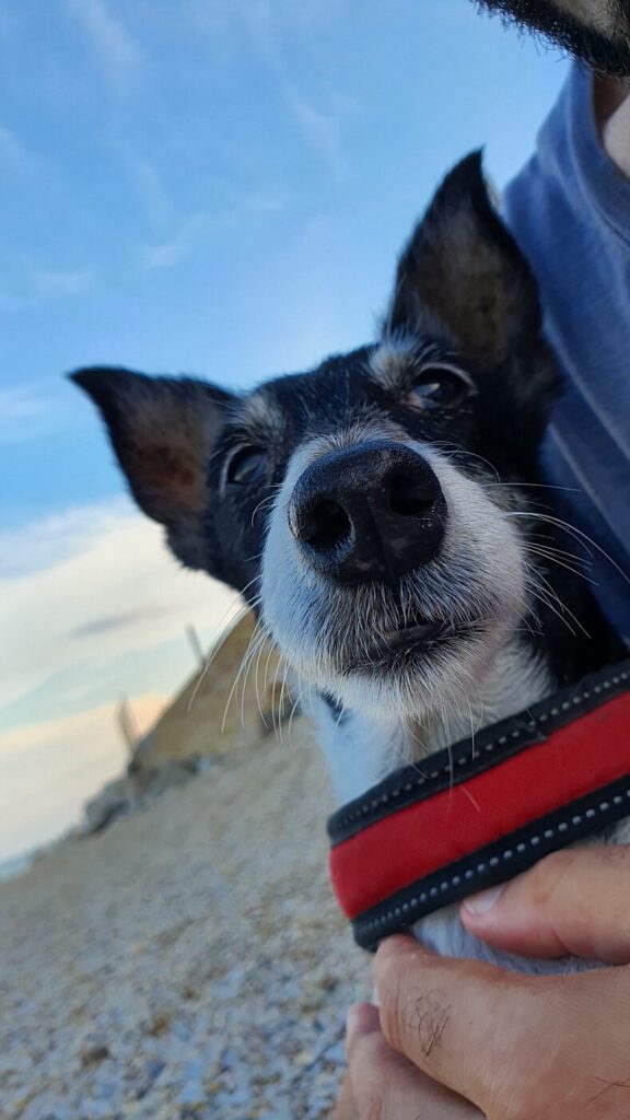 spiagge per cani marche, spiagga per cani marche, marche spiagge per cani