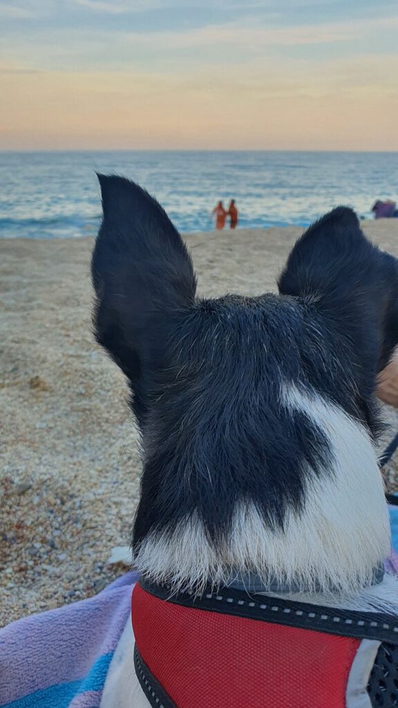 spiagge per cani marche, spiagga per cani marche, marche spiagge per cani, dove andare al mare con il cane nelle marche